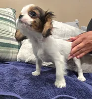 Peanut , a male Cavalier King Charles Spaniel for sale in Arroyo Grande, CA – 4 of 4