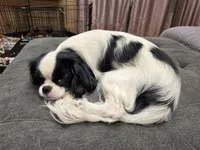 Donnie , a male Cavalier King Charles Spaniel and Japanese Chin for sale in Arroyo Grande, CA – 4 of 4