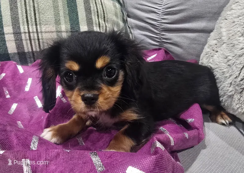 Mitzi  – Cavalier King Charles Spaniel puppy for sale in Arroyo Grande, CA