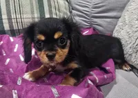 Mitzi , a female Cavalier King Charles Spaniel for sale in Arroyo Grande, CA – 1 of 6