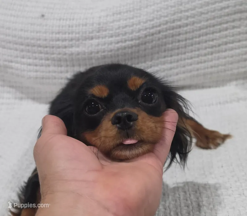 Mitzy – Cavalier King Charles Spaniel puppy for sale in Arroyo Grande, CA