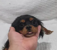 Mitzy, a female Cavalier King Charles Spaniel for sale in Arroyo Grande, CA – 1 of 3