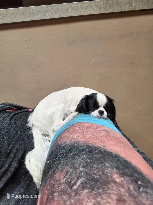 Donnie  – Cavalier King Charles Spaniel, Japanese Chin puppy for sale in Arroyo Grande, CA