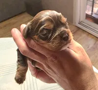  Coco, a male Cavalier King Charles Spaniel for sale in Arroyo Grande, CA – 2 of 2