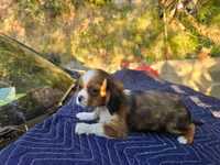 Danny , a male Cavalier King Charles Spaniel for sale in Arroyo Grande, CA – 2 of 6