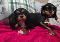 Mitzi , a female Cavalier King Charles Spaniel for sale in Arroyo Grande, CA – 2 of 6
