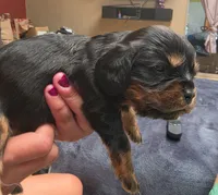 Brownie , a male Cavalier King Charles Spaniel for sale in Arroyo Grande, CA – 5 of 6