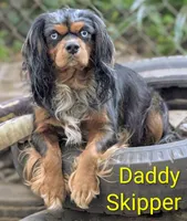 Danny , a male Cavalier King Charles Spaniel for sale in Arroyo Grande, CA – 6 of 6