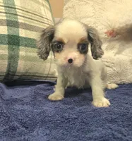 Canoli, a male Cavalier King Charles Spaniel for sale in Arroyo Grande, CA – 3 of 5