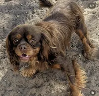 Billy, a male Cavalier King Charles Spaniel for sale in Arroyo Grande, CA – 4 of 6