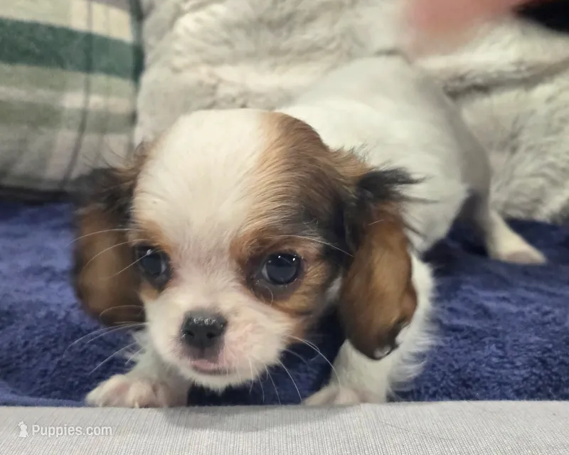 Peanut  – Cavalier King Charles Spaniel puppy for sale in Arroyo Grande, CA