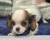 Peanut , a male Cavalier King Charles Spaniel for sale in Arroyo Grande, CA – 1 of 4