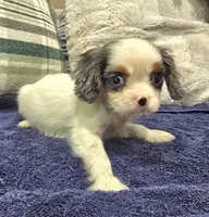 Canoli, a male Cavalier King Charles Spaniel for sale in Arroyo Grande, CA – 5 of 5