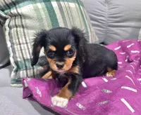 Mitzi , a female Cavalier King Charles Spaniel for sale in Arroyo Grande, CA – 4 of 6