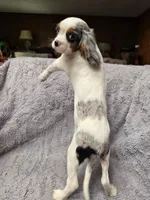 Canoli, a male Cavalier King Charles Spaniel for sale in Arroyo Grande, CA – 6 of 8
