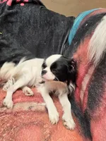 Donnie , a male Cavalier King Charles Spaniel and Japanese Chin for sale in Arroyo Grande, CA – 3 of 4