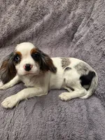 Canoli, a male Cavalier King Charles Spaniel for sale in Arroyo Grande, CA – 7 of 8