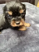 Choco , a male Cavalier King Charles Spaniel for sale in Arroyo Grande, CA – 1 of 3