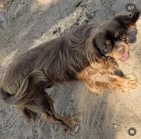 Billy, a male Cavalier King Charles Spaniel for sale in Arroyo Grande, CA – 5 of 6