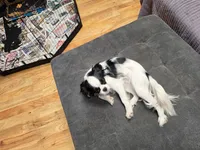 Donnie , a male Cavalier King Charles Spaniel and Japanese Chin for sale in Arroyo Grande, CA – 2 of 4
