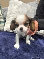 Peanut , a male Cavalier King Charles Spaniel for sale in Arroyo Grande, CA – 3 of 4