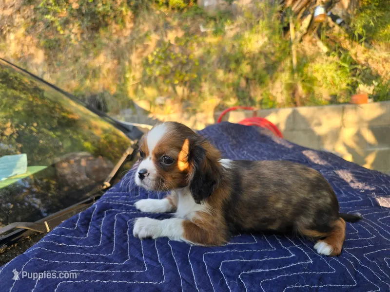 Danny  – Cavalier King Charles Spaniel puppy for sale in Arroyo Grande, CA