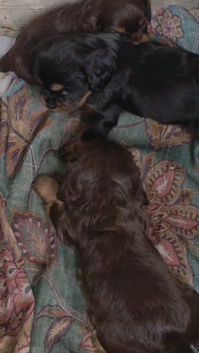 Brownie , a male Cavalier King Charles Spaniel for sale in Arroyo Grande, CA – 4 of 6