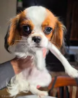 Peanut , a male Cavalier King Charles Spaniel for sale in Arroyo Grande, CA – 2 of 5
