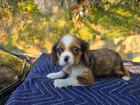 Danny , a male Cavalier King Charles Spaniel for sale in Arroyo Grande, CA – 4 of 6