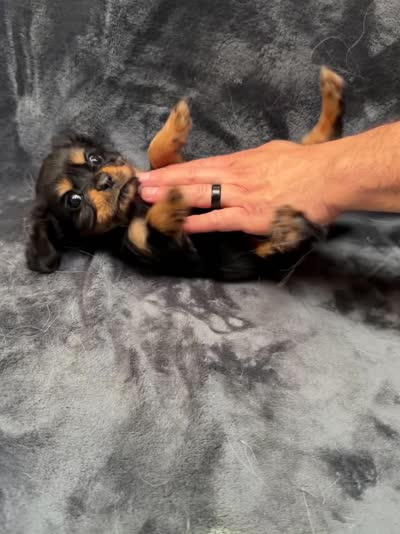 Choco, a male Cavalier King Charles Spaniel for sale in Arroyo Grande, CA – 2 of 2
