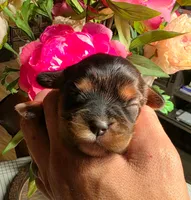 Nutella, a female Cavalier King Charles Spaniel for sale in Arroyo Grande, CA – 1 of 2