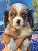 Danny , a male Cavalier King Charles Spaniel for sale in Arroyo Grande, CA – 3 of 6