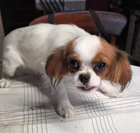 Peanut , a male Cavalier King Charles Spaniel for sale in Arroyo Grande, CA – 3 of 5