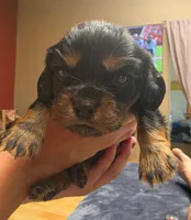Brownie , a male Cavalier King Charles Spaniel for sale in Arroyo Grande, CA – 3 of 6