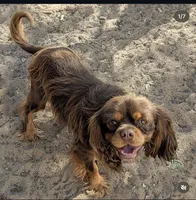 Billy, a male Cavalier King Charles Spaniel for sale in Arroyo Grande, CA – 3 of 6