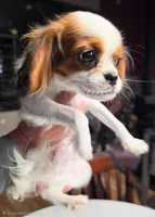 Peanut , a male Cavalier King Charles Spaniel for sale in Arroyo Grande, CA – 1 of 5
