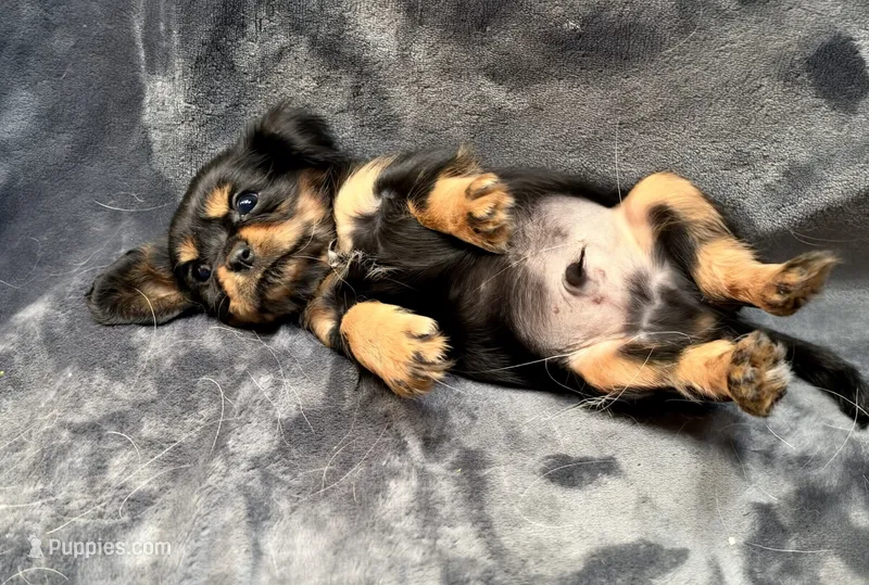 Choco, a male Cavalier King Charles Spaniel for sale in Arroyo Grande, CA – 1 of 2