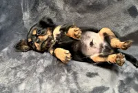 Choco, a male Cavalier King Charles Spaniel for sale in Arroyo Grande, CA – 1 of 2