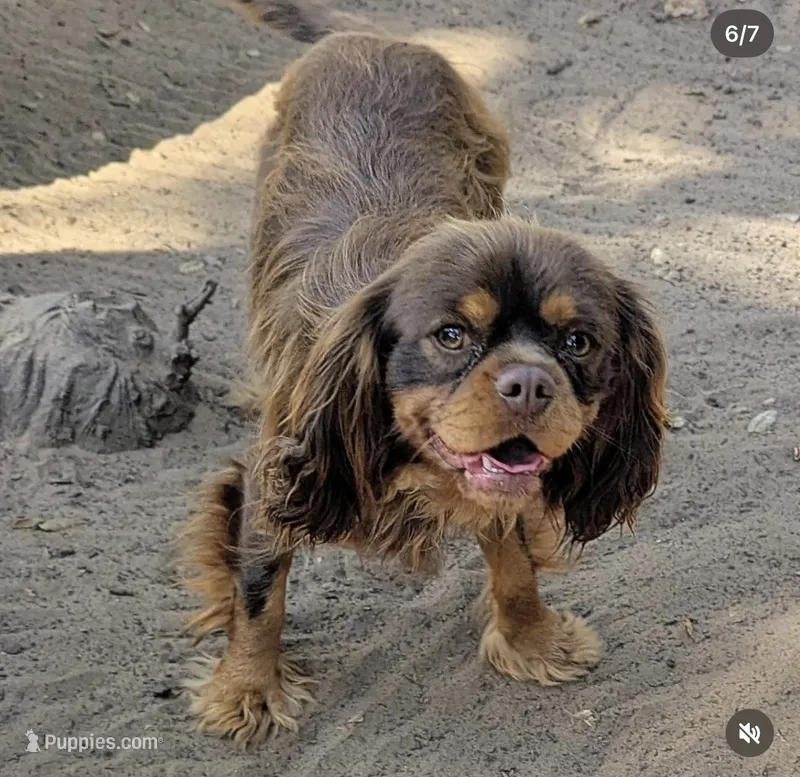 Billy  – Cavalier King Charles Spaniel puppy for sale in Arroyo Grande, CA
