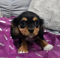 Mitzi , a female Cavalier King Charles Spaniel for sale in Arroyo Grande, CA – 5 of 6