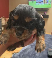Brownie , a male Cavalier King Charles Spaniel for sale in Arroyo Grande, CA – 6 of 6