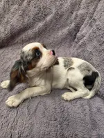 Canoli, a male Cavalier King Charles Spaniel for sale in Arroyo Grande, CA – 8 of 8