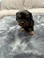 Choco , a male Cavalier King Charles Spaniel for sale in Arroyo Grande, CA – 2 of 3