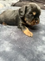 Choco , a male Cavalier King Charles Spaniel for sale in Arroyo Grande, CA – 3 of 3