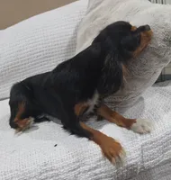 Mitzy, a female Cavalier King Charles Spaniel for sale in Arroyo Grande, CA – 3 of 3