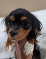 Mitzy, a female Cavalier King Charles Spaniel for sale in Arroyo Grande, CA – 2 of 3