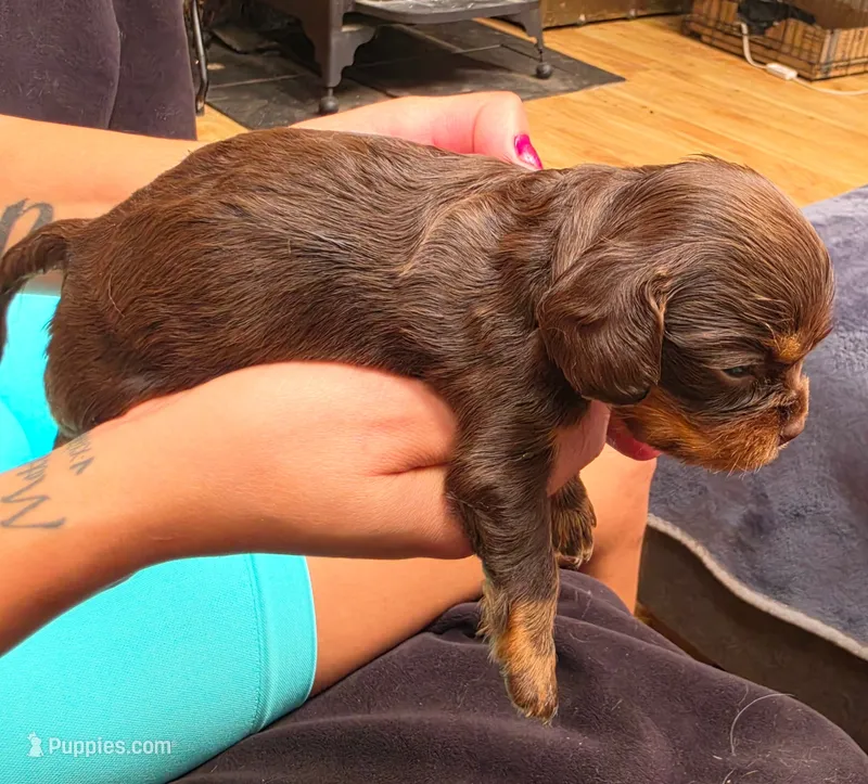 Brownie  – Cavalier King Charles Spaniel puppy for sale in Arroyo Grande, CA