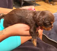 Brownie , a male Cavalier King Charles Spaniel for sale in Arroyo Grande, CA – 1 of 6