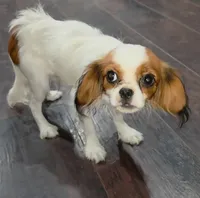 Peanut , a male Cavalier King Charles Spaniel for sale in Arroyo Grande, CA – 5 of 5
