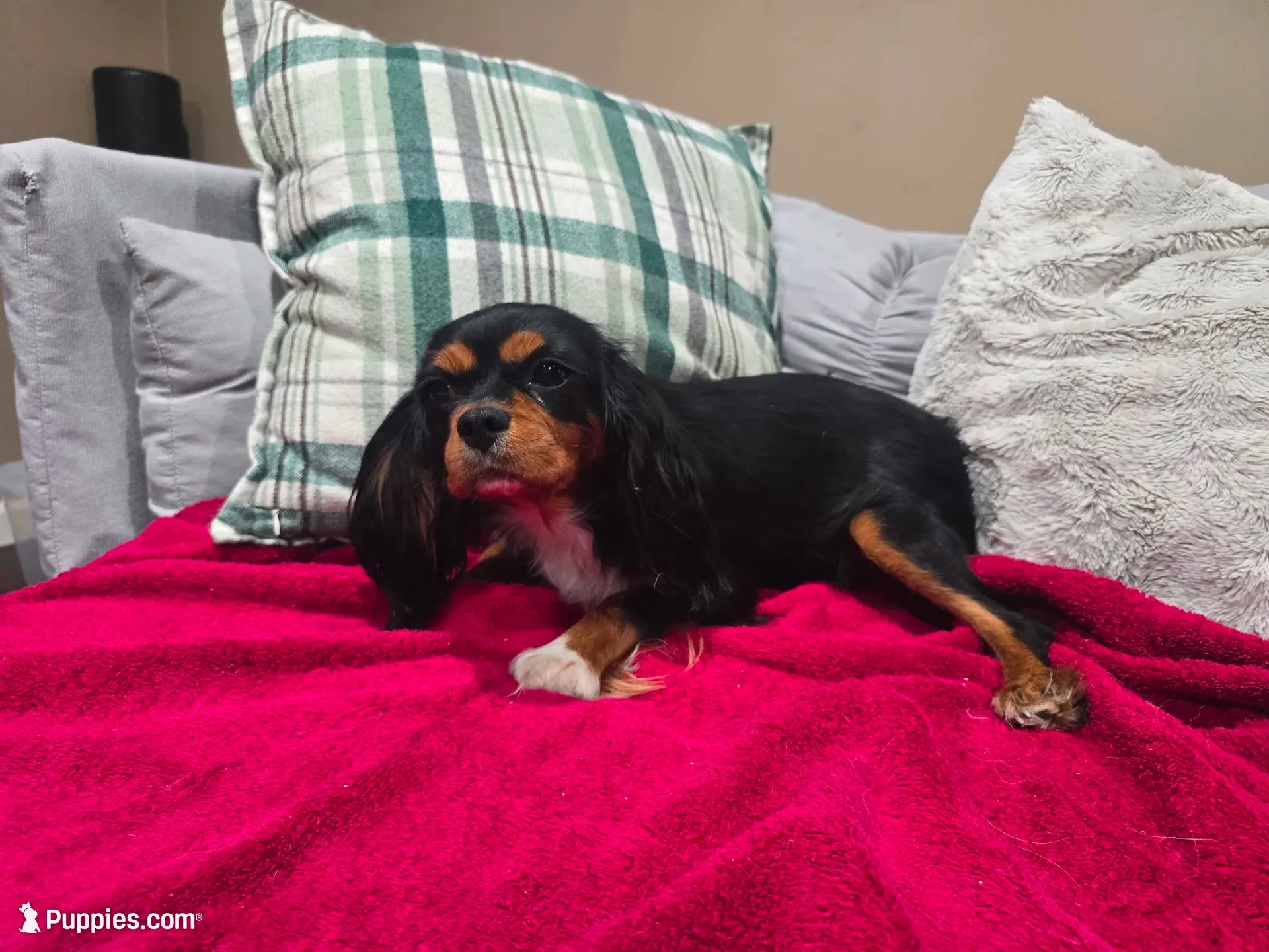Mitzi , a female Cavalier King Charles Spaniel for sale in Arroyo Grande, CA – 6 of 6